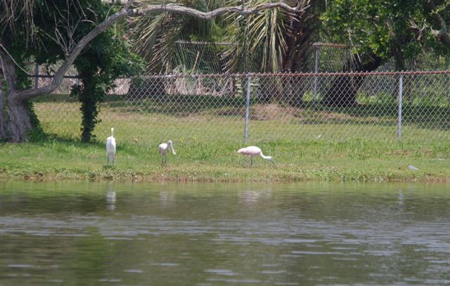 Roseate Spoonbills