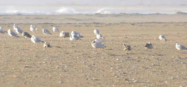 Iceland Gull