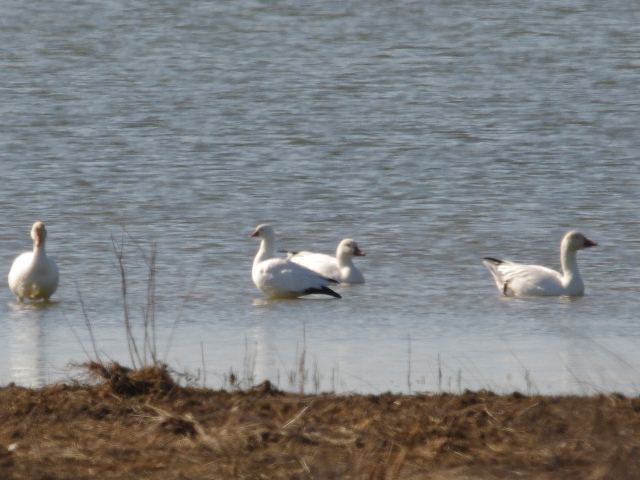 Ross's Goose