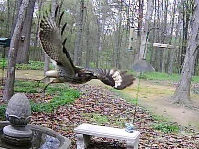 Red-shouldered Hawk