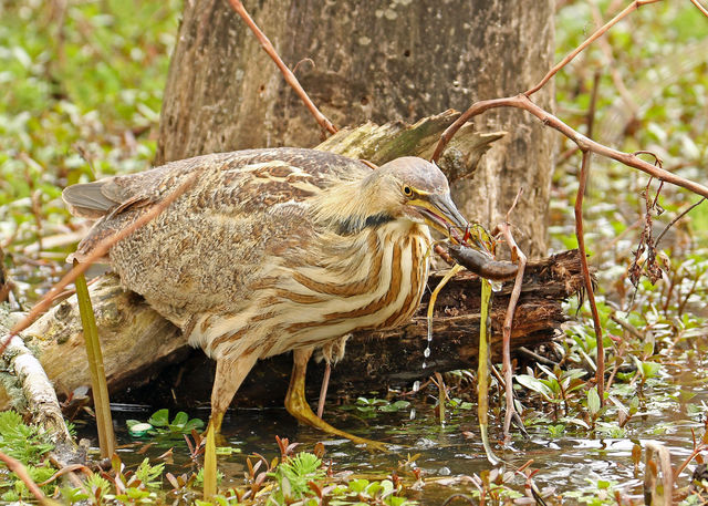 American Bittern