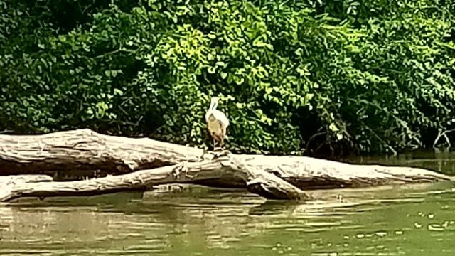 Roseate Spoonbill