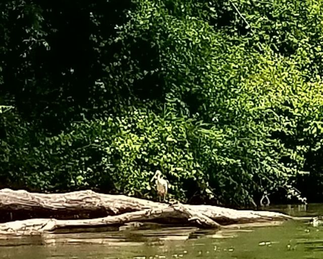 Roseate Spoonbill