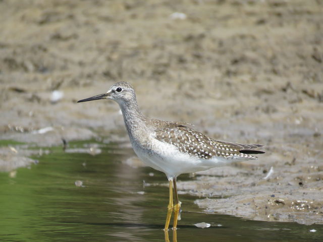 Lesser Yellowlegs