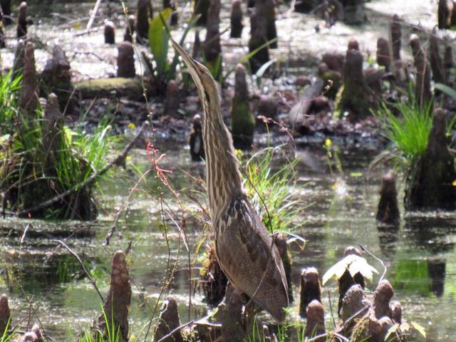 American Bittern