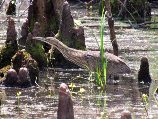 American Bittern