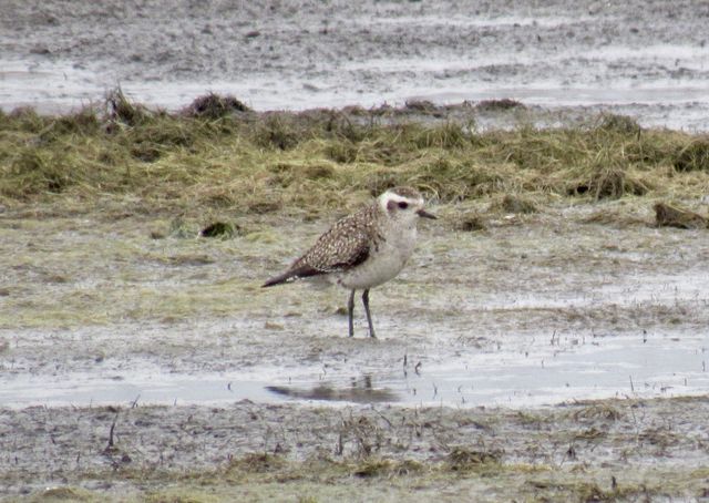 American Golden-Plover