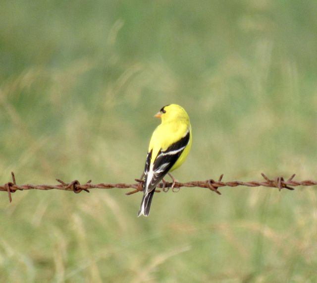 American Goldfinch