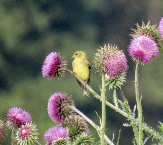 American Goldfinch