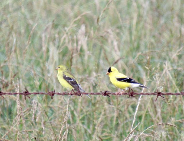 American Goldfinch