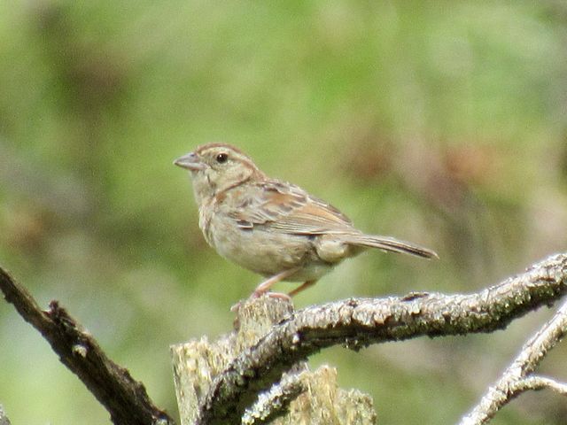 Bachman's Sparrow