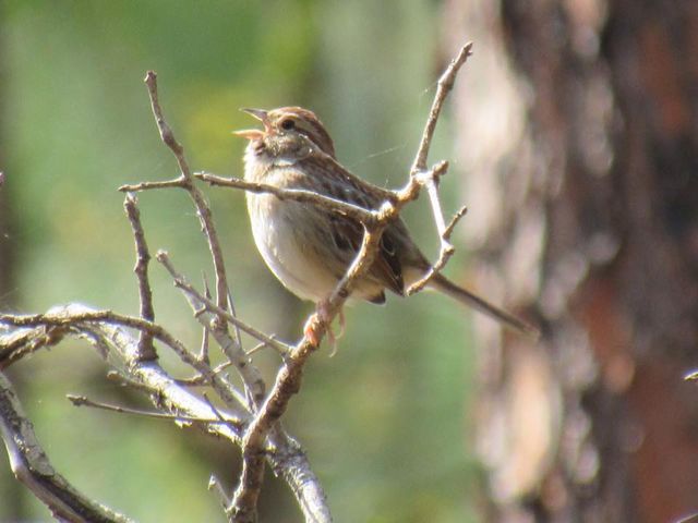 Bachman's Sparrow