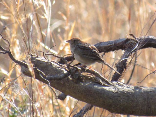 Bachman's Sparrow