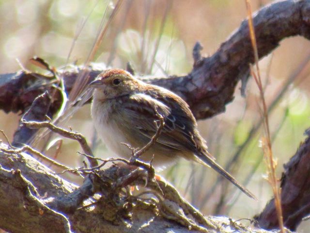 Bachman's Sparrow