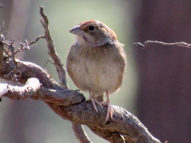 Bachman's Sparrow