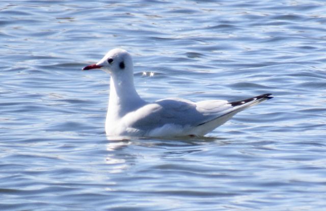 Black-headed Gull