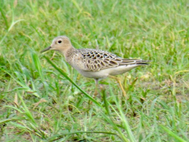 Buff-breasted Sandpiper