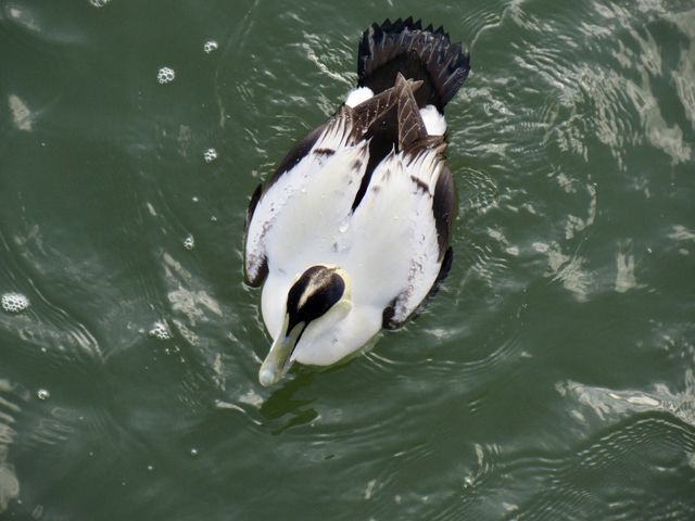 Common Eider