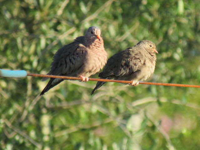 Common Ground-Dove