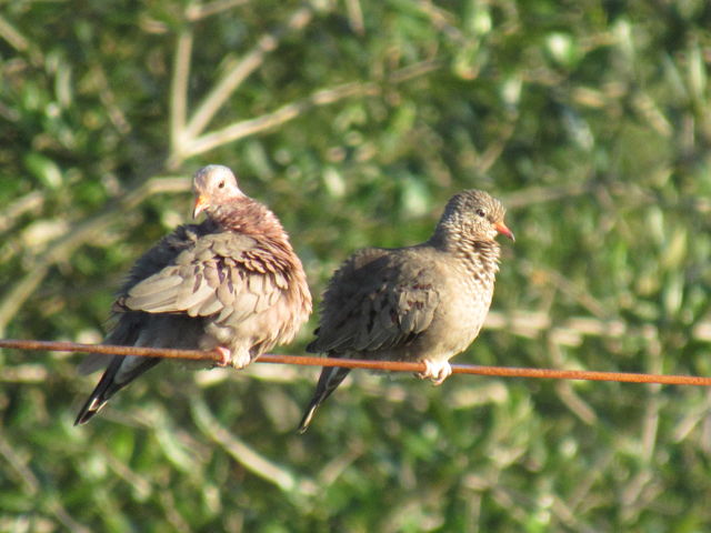 Common Ground-Dove