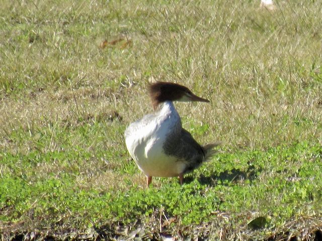 Common Merganser