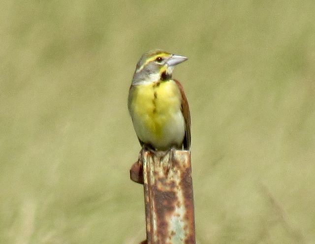 Dickcissel