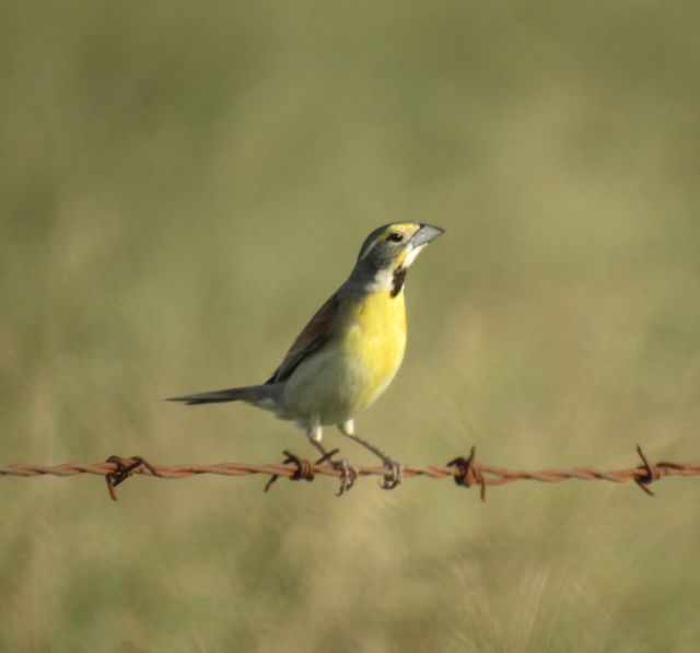 Dickcissel