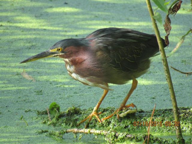 Green Heron