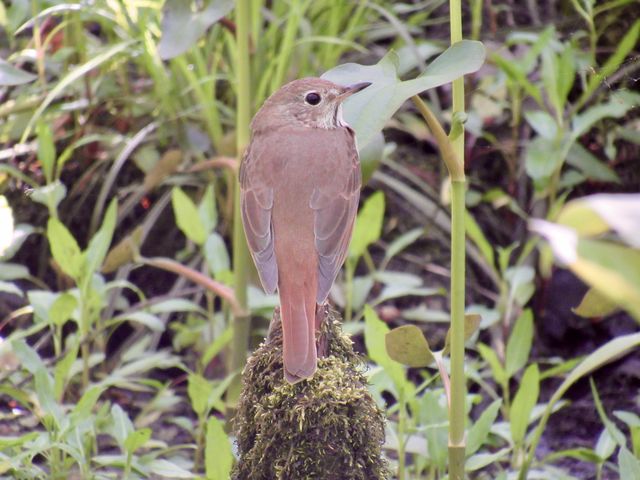 Hermit Thrush