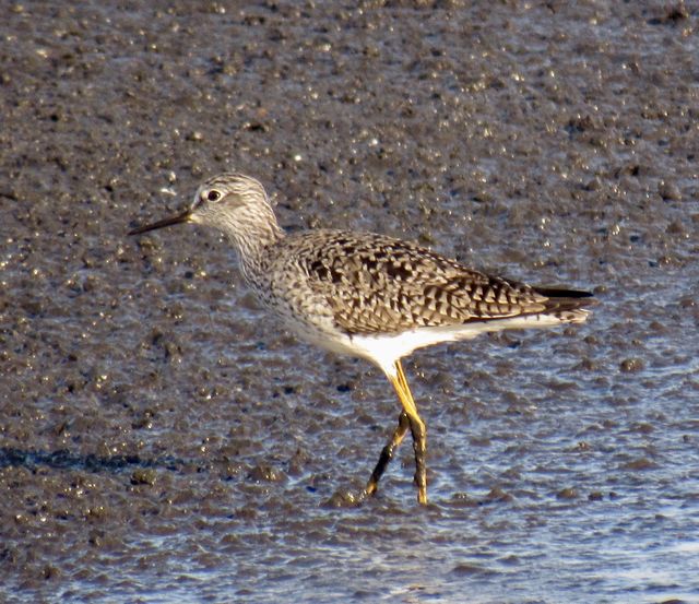 Lesser Yellowlegs