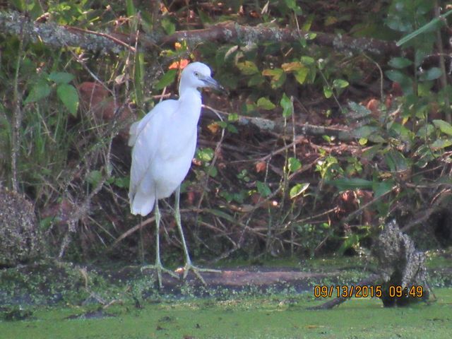 Little Blue Heron
