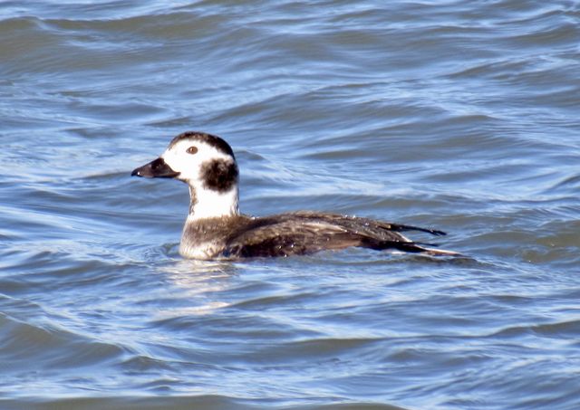 Long-tailed Duck