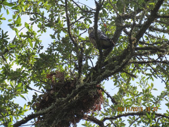 Mississippi Kite