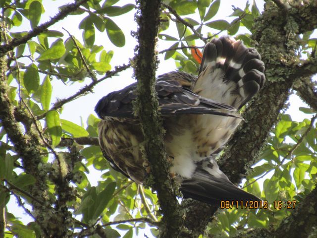 Mississippi Kite