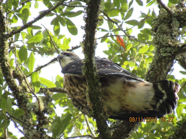 Mississippi Kite