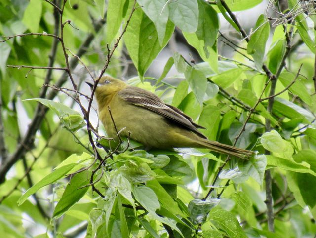 Orchard Oriole