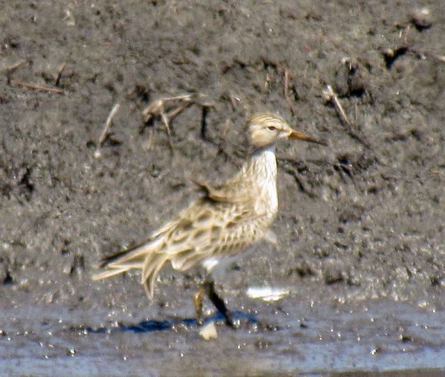 Pectoral Sandpiper