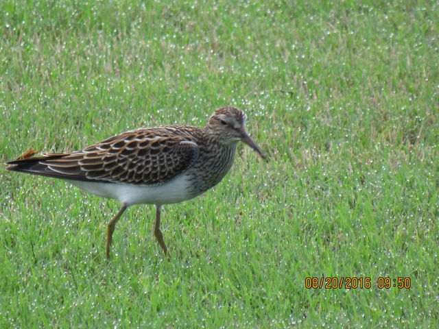 Pectoral Sandpiper
