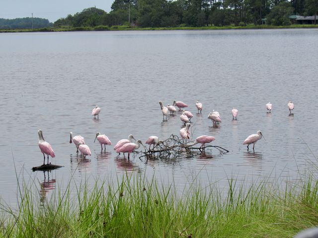 Roseate Spoonbill