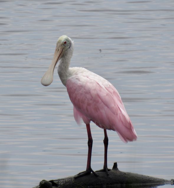 Roseate Spoonbill