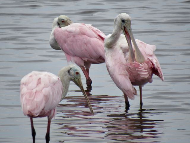 Roseate Spoonbill