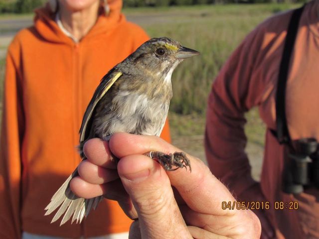 Seaside Sparrow