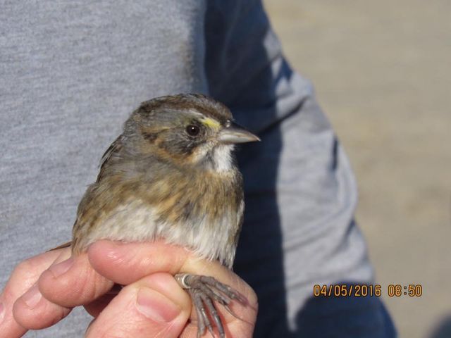 Seaside Sparrow