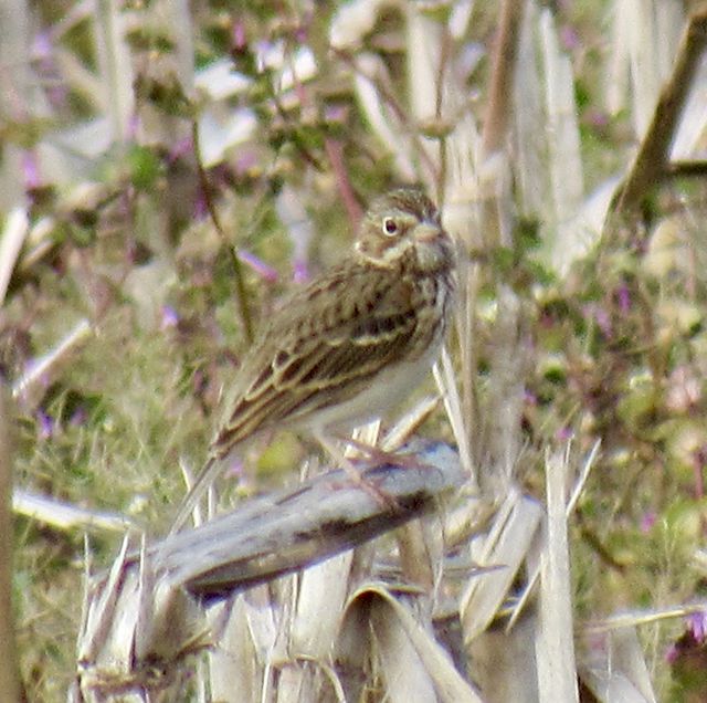 Vesper Sparrow