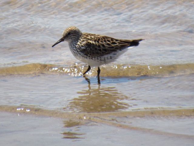 White-rumped Sandpiper