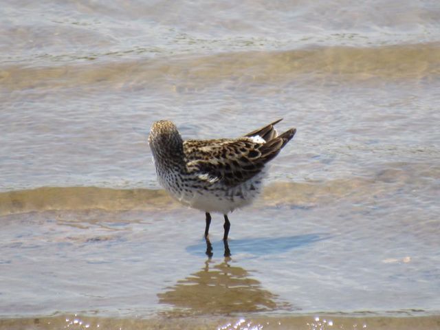 White-rumped Sandpiper