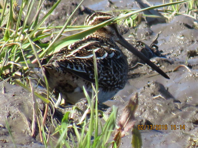 Wilson's Snipe