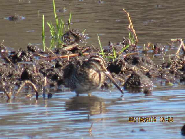 Wilson's Snipe