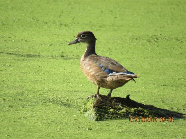 carolina bird club photo gallery carolina bird club photo gallery