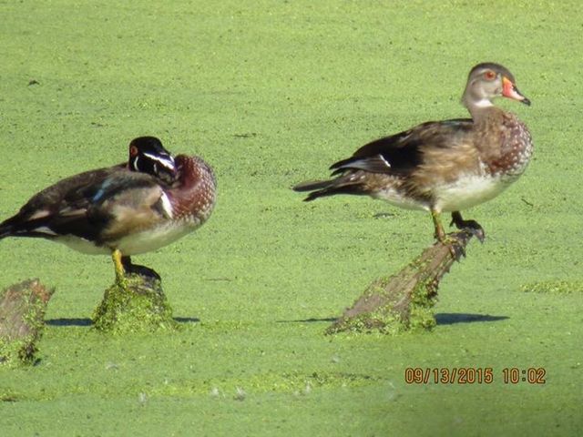 Wood Duck